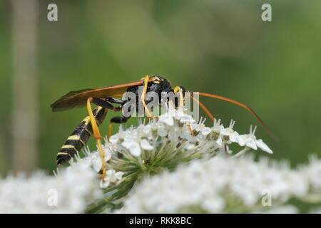 Guêpe Mouche Ichneumon mâle (Diphyus mercatorius) se nourrissant de carotte sauvage / Carotte (Daucus carota) fleurs, Lesbos, Grèce, Lesbos / Juin. Banque D'Images