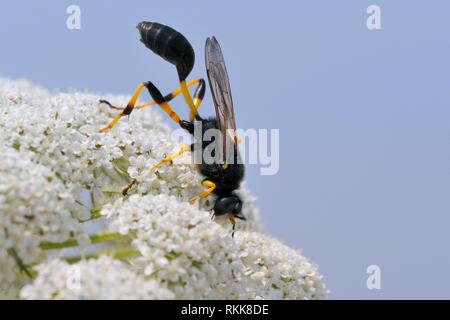 Barbouilleur de boue (Sceliphron destillatorium wasp) se nourrissant de carotte sauvage / Carotte (Daucus carota) fleurs, Lesbos, Grèce, Lesbos / Juin. Banque D'Images