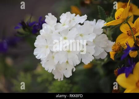 Beau violet, blanc, jaune et des fleurs dans un panier suspendu. Banque D'Images