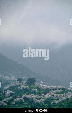 Les vergers de plus en plus sur les pentes à la région de la vallée de Kinnaur, avec des filets couvrant les arbres pour les protéger de la grêle. Banque D'Images