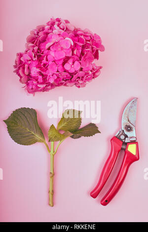 Télévision laïcs de féminin de beau floral background. Télévision à jeter de rose hortensia à sécateurs sur fond rose, vue du dessus, l'espace de copie carte de souhaits Banque D'Images