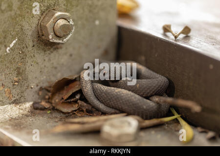 Petit Pit Viper, Trimeresurus Mangrove purpureomaculatus, reposant sur la promenade rambarde. Banque D'Images