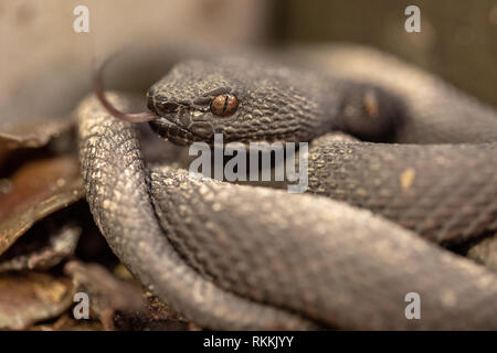 Petit Pit Viper, Trimeresurus Mangrove purpureomaculatus, reposant sur la promenade rambarde. Banque D'Images