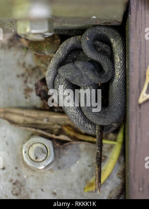 Petit Pit Viper, Trimeresurus Mangrove purpureomaculatus, reposant sur la promenade rambarde. Banque D'Images