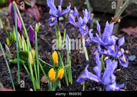 Bulbes printanières de l'iris réticulata en fleur avec des fleurs de crocus jaunes qui poussent dans un grand conteneur de semoir dans un jardin en février Pays de Galles Royaume-Uni KATHY DEWITT Banque D'Images