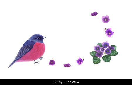 Robin rose et fleurs viola isolé sur fond blanc. Oiseau mignon et fleurs violettes pour la conception, carte de vœux. Banque D'Images