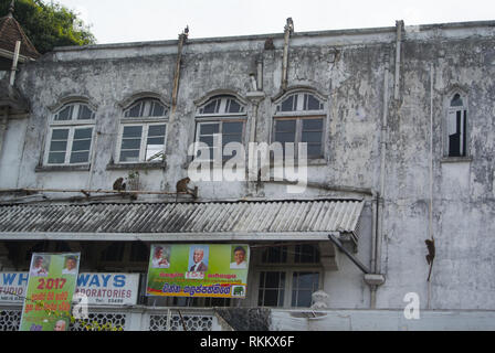 L'essaimage des singes d'un immeuble, Kandy, Sri Lanka Banque D'Images