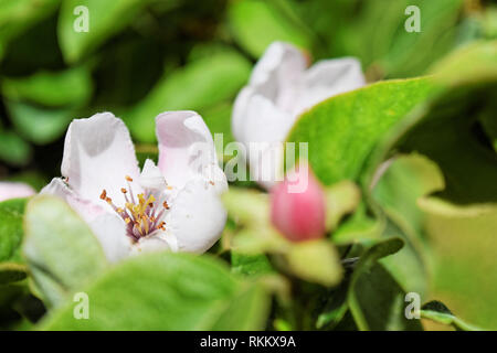 Le coing bourgeon et fleur dans un verger au printemps Banque D'Images