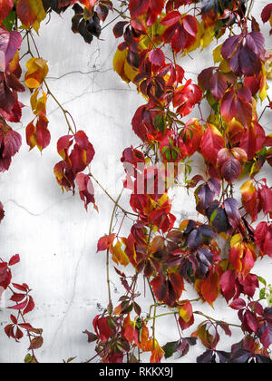 Le lierre. De belles feuilles aux couleurs automnales sur mur blanc craquelé. L'arrière-plan. Banque D'Images