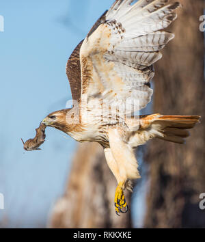 Buse à queue rouge ( Buteo jamaicensis ) en vol avec un champ commun de la souris. Témoins de cette expérience très cool à Ashland au Massachusetts. Banque D'Images