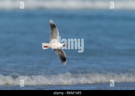 Chroicocephalus maculipennis gull à capuchon brun sur le côté en vol au-dessus des vagues îles falkand point bénévoles Banque D'Images