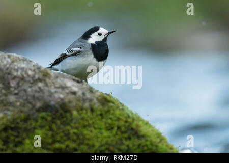 La queue de cheval blanche (motacilla alba) assise sur la pierre près de la rivière. Banque D'Images