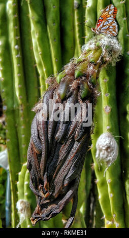 De Californie Un papillon monarque repose sur une fleur de cactus épineux noir morte. Banque D'Images