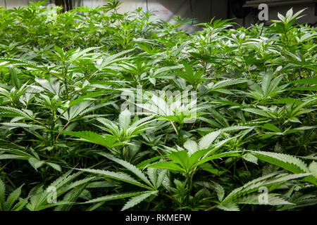 Le cannabis légal salle de développer la culture de la marijuana - Culture et les plantes avant le bourgeonnement