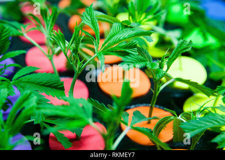 Le cannabis légal salle de développer la culture de la marijuana - Culture et petits clones Banque D'Images