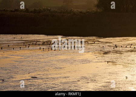Le nord de sociable Vanellus vanellus et pluvier doré Pluvialis apricaria sur zone intertidale de l'estuaire de la boue Exe Devon England UK Banque D'Images