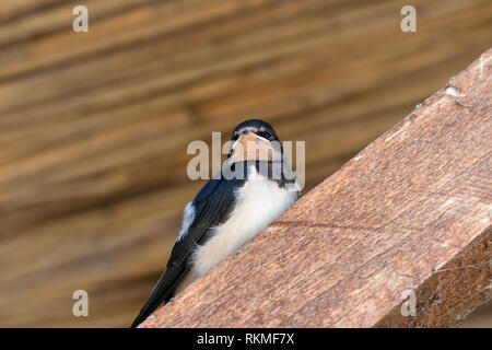 Baby bird d'avaler est assise sur poutre de bois sous le toit Banque D'Images