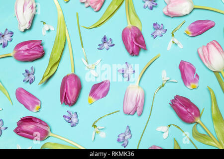 Tulipes violet et blanc sur fond bleu Banque D'Images