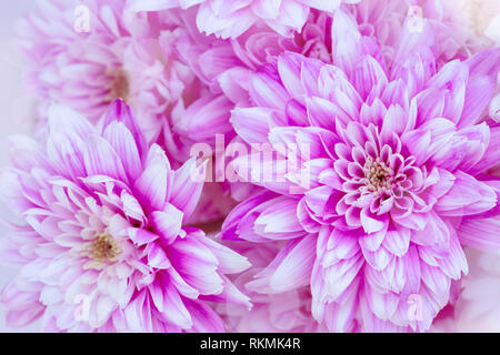 Le chrysanthème mauve close up Banque D'Images
