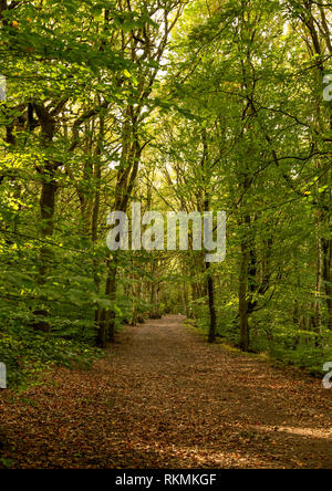 Calverley Woods, un terrain boisé près de Leeds géré par le Woodland Trust. Banque D'Images