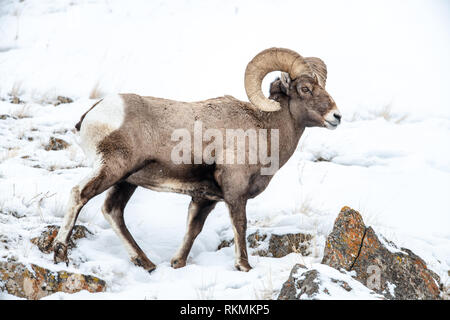 Homme des mouflons (Ovis canadensis) dans le Parc National de Yellowstone dans le Wyoming, USA Banque D'Images