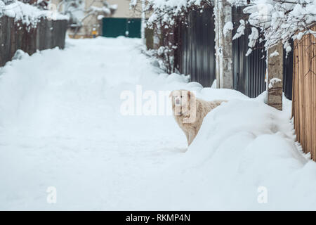 Le chien blanc loucher avec bonheur dans le parc couvert de neige. Banque D'Images