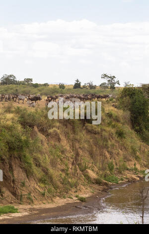 Troupeau d'herbivores sur l'hige précipice. Afrique du Sud Banque D'Images