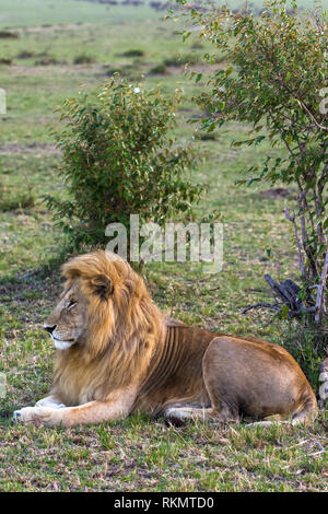 Portrait d'un lion sur l'herbe. Le Masai Mara, Kenya Banque D'Images