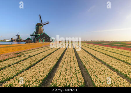 Amsterdam, Pays-Bas Dutch Windmill et maison traditionnelle à Zaanse Schans Village avec champ de tulipes Banque D'Images