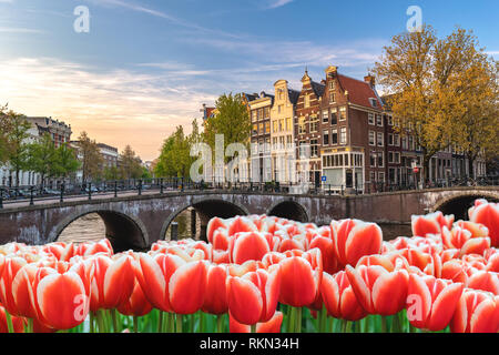 Pays-bas Amsterdam, ville Dutch House à canal mer avec printemps tulipe fleur Banque D'Images