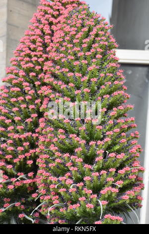 Denver Botanic Gardens Banque D'Images