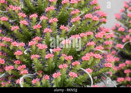 Denver Botanic Gardens Banque D'Images