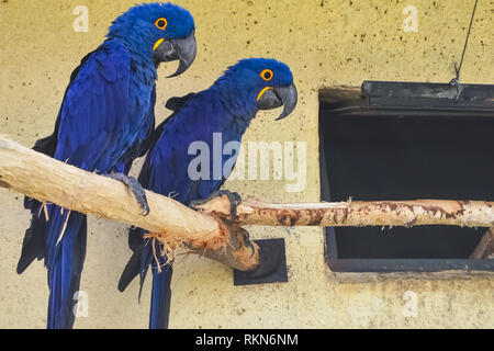 Deux perroquets bleu sur une perche. Deux perroquets bleu sur une perche. Banque D'Images