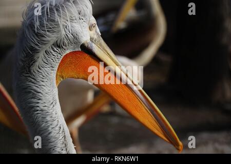 Les pélicans magnifiques, avec leur long bec. Photographiés dans leur environnement natral. Banque D'Images