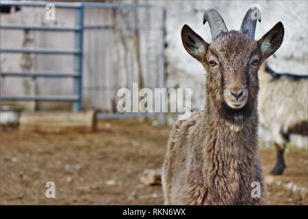 Close up d'un bouquetin, photografed dans une ferme de campagne. Banque D'Images
