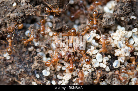 Les fourmis rouges avec des œufs blancs sur fourmilière Banque D'Images