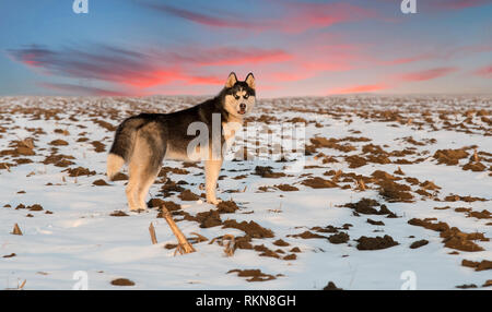 Chien Husky sur le coucher du soleil. Le noir et blanc Husky Sibérien sur le coucher du soleil Banque D'Images