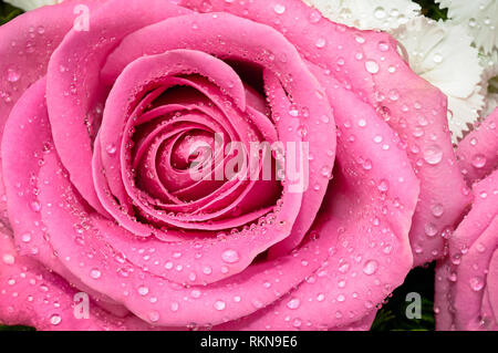 Belle Rose Fleurs Nature gros plan, arrière-plan. Banque D'Images
