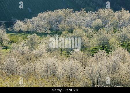 Vue aérienne de cerisiers en fleurs, vergers, printemps. Baden Württemberg, Baden Wuerttemberg, Schwarzwald, Allemagne.