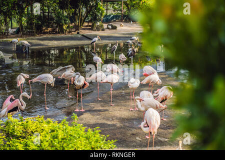 Flamant rose ou de flamants roses sont un type d'oiseau échassier de la famille des Coraciidés, la seule famille d'oiseaux de l'ordre Phoenicoptériformes. Les flamants roses Banque D'Images