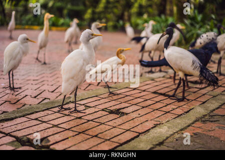 L'Aigrette garzette héron garde-boeufs Bubulcus ibis Waters Edge Banque D'Images