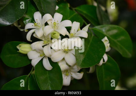 Fort Chanese Andaman citronnier, arbre, arbre écorce cosmétique, Orange, Orange jasmine jessamine, bois satiné Banque D'Images