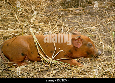De couleur brun-rouge, quatre mode porcelet commerciale dormir dans la paille dans la basse-cour Banque D'Images