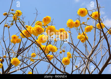 Cochlospermum regium fleur sur ciel bleu . Coton jaune Arbre, suphannika Banque D'Images