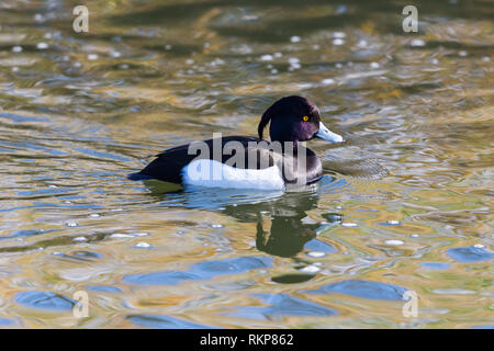 Homme naturel fuligule morillon (Aythya fuligula) Nager en surface de l'eau Banque D'Images