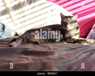 Le Mintie tabby sur les chambres Banque D'Images