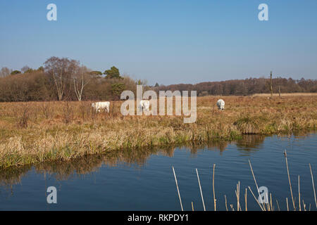 Livre blanc britannique Bos taurus le pâturage du bétail sur l'eau ancienne prairie Winnall Maures Nature Réserver Hampshire et l'île de Wight Wildlife Trust Réserver Winche Banque D'Images