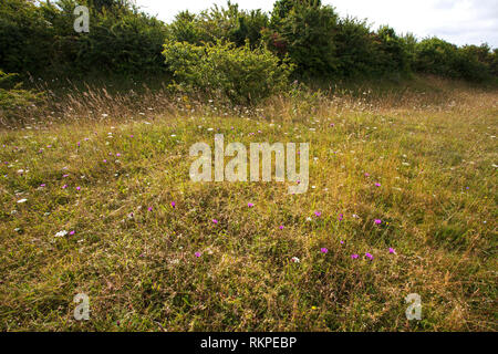 Wild Flower meadow Le Broughton Hampshire et l'île de Wight Wildlife Trust réserver près de Broughton Hampshire England UK Août 2016 Banque D'Images