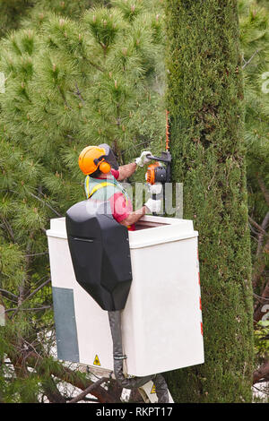 Un élagage travailleur équipé d'une grue sur Cypress. Travaux de jardinage Banque D'Images