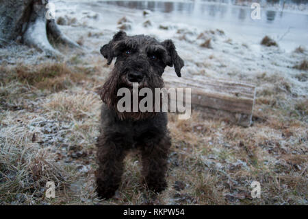 Le brun et le noir schnauzer nain lève dans l'appareil photo à côté d'un lac en hiver. Banque D'Images